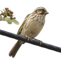 Yellow-rumped Serin